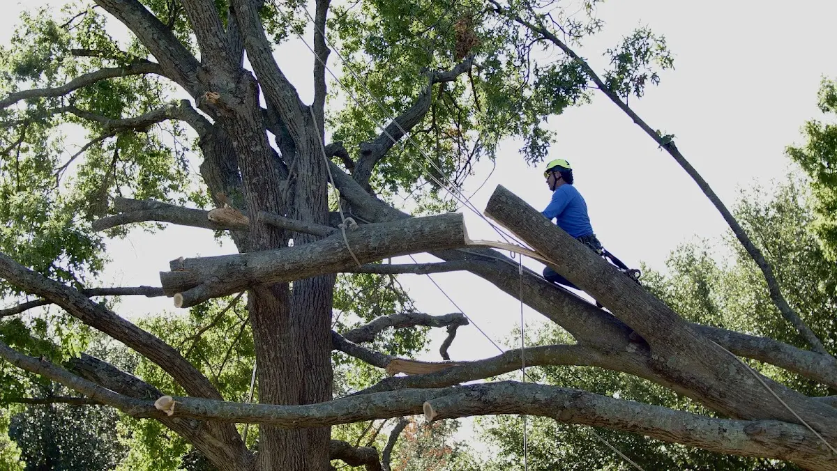 Professional Crown Thinning performed by certified arborists in Fe Warren Afb