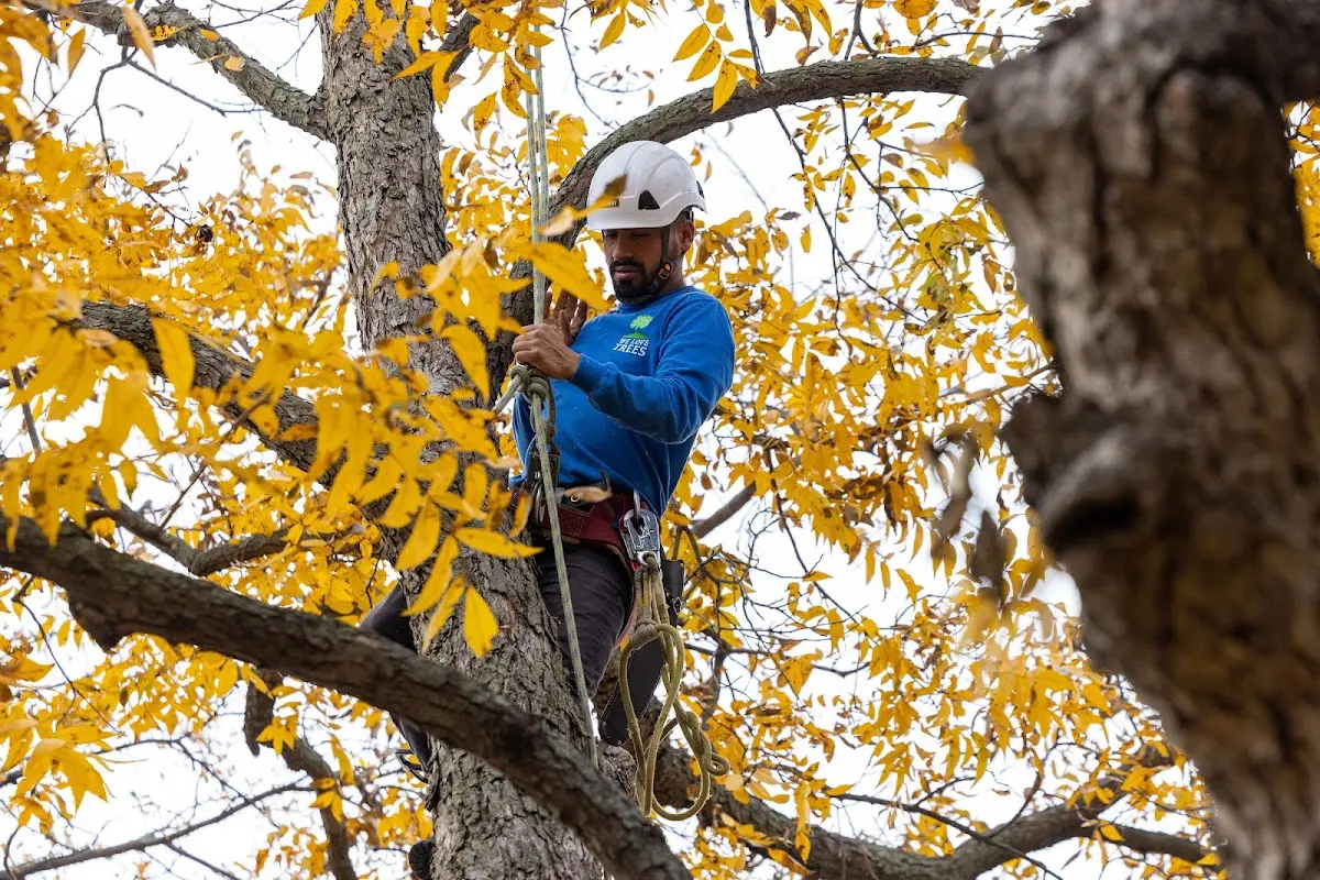 Skilled Tree Pruning crew working in Fe Warren Afb