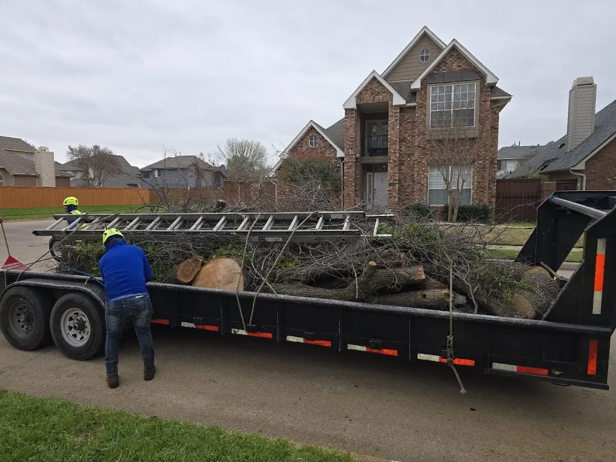 Expert Tree Removal with proper safety equipment in Fe Warren Afb